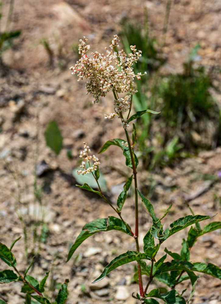 Image of genus Aconogonon specimen.