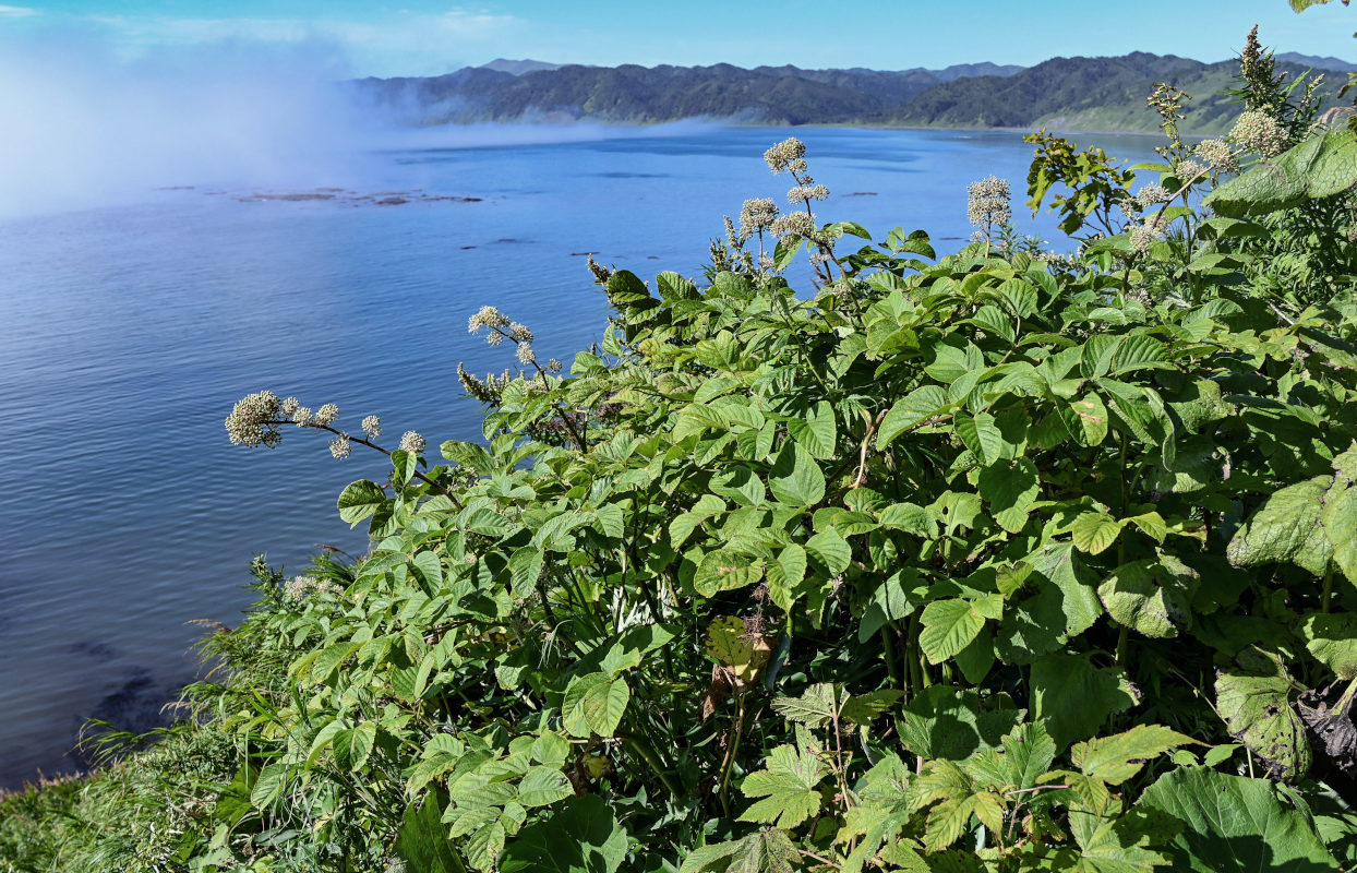 Image of Aralia cordata specimen.