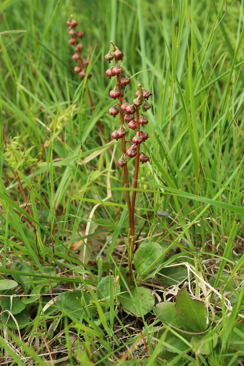 Изображение особи Pyrola minor.