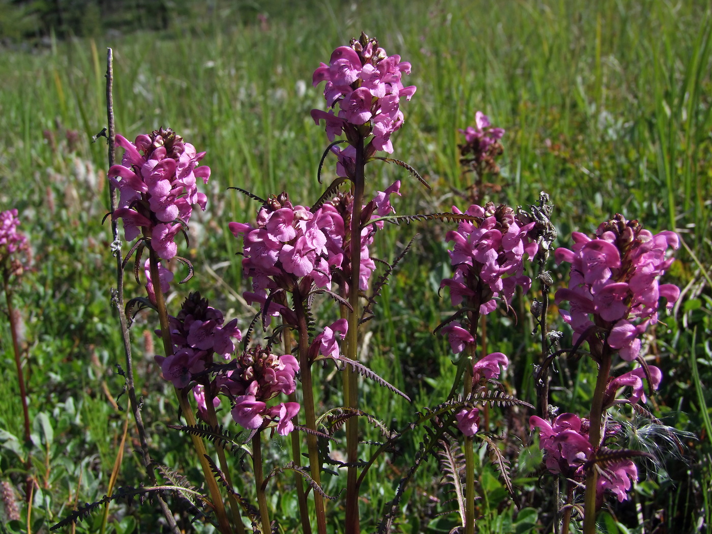 Изображение особи Pedicularis nasuta.