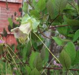 Cobaea scandens