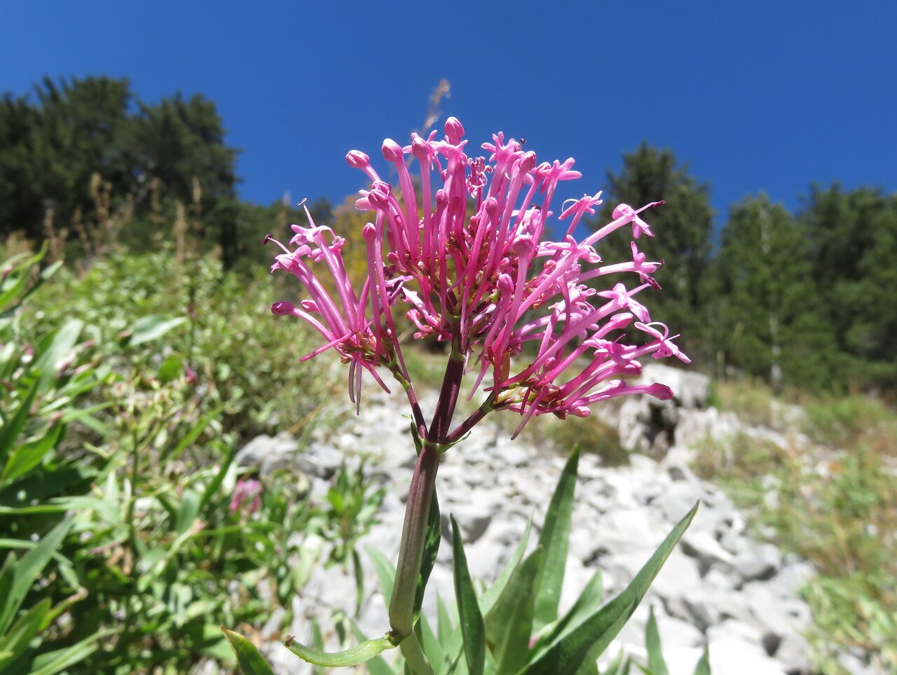 Изображение особи Centranthus longiflorus ssp. kellereri.