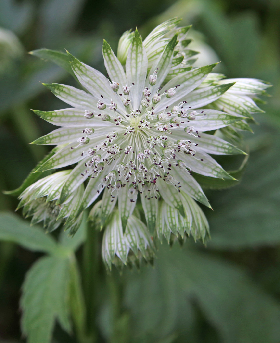 Image of Astrantia major specimen.