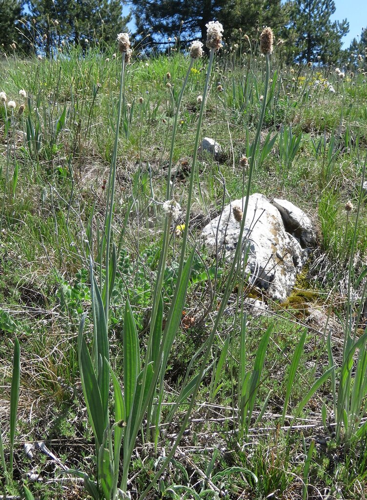 Image of Plantago argentea specimen.