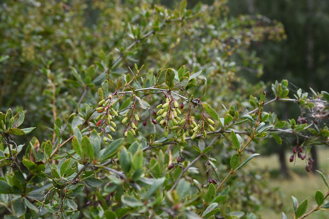 Изображение особи род Berberis.