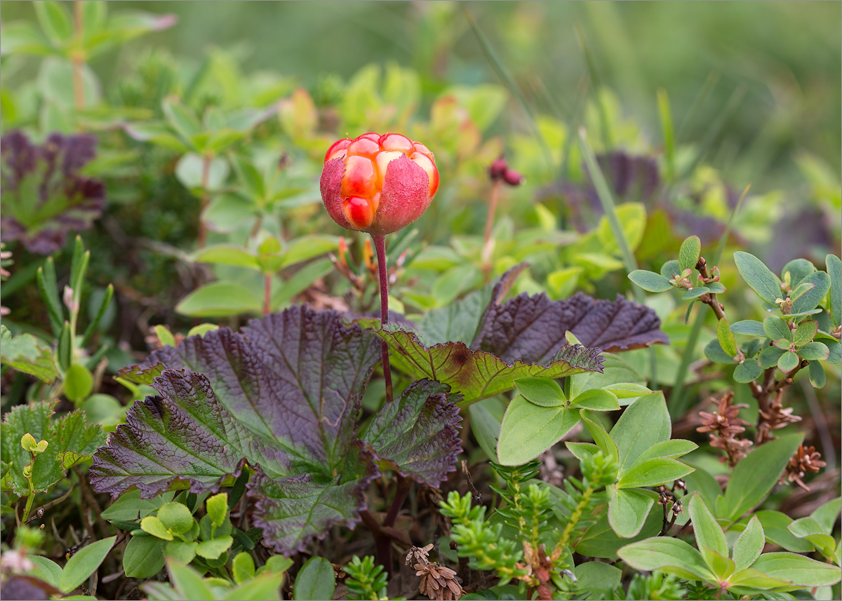 Image of Rubus chamaemorus specimen.