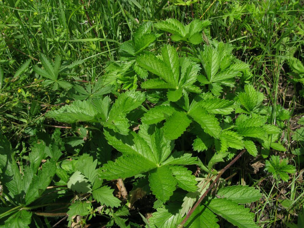 Image of Potentilla chrysantha specimen.