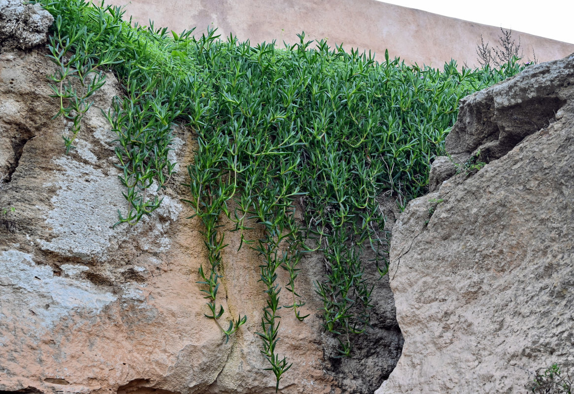 Image of Carpobrotus chilensis specimen.