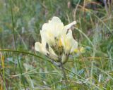 Astragalus resupinatus. Соцветие. Карачаево-Черкесия, Урупский р-н, Кавказский биосферный заповедник, Имеретинское ущелье, ≈ 2300 м н.у.м., склон над Верхним Имеретинским водопадом, альпийский луг. 28.07.2022.