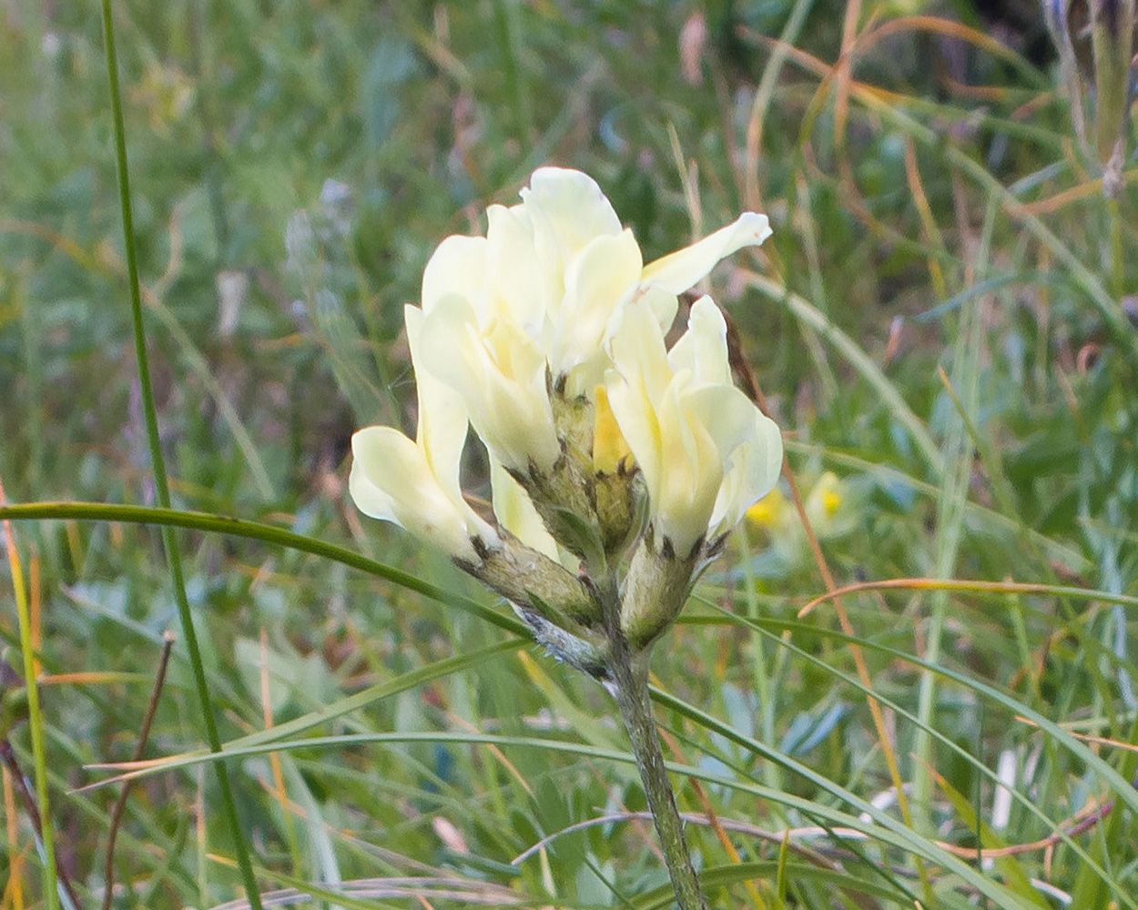 Изображение особи Astragalus resupinatus.