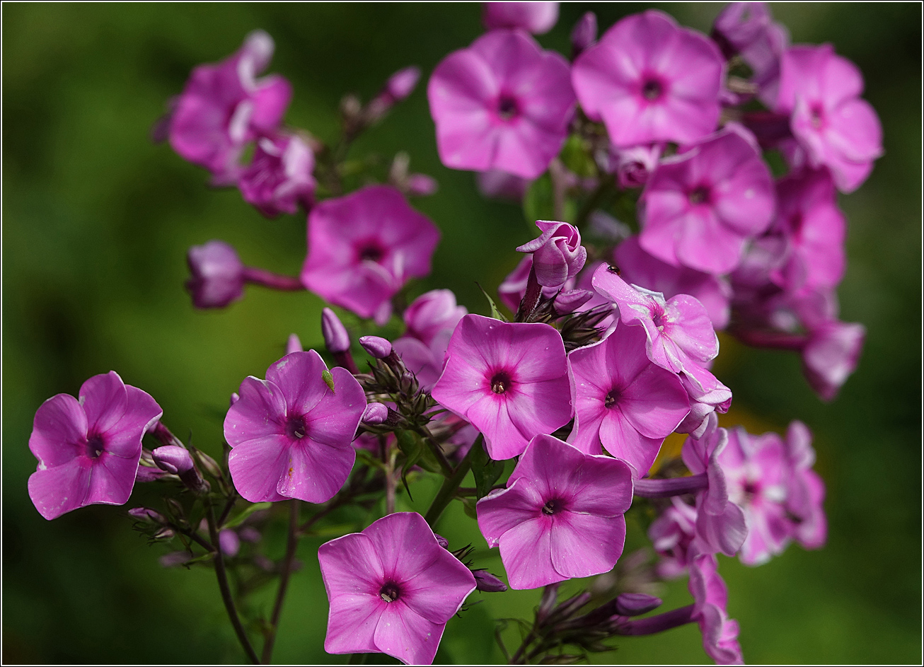 Image of Phlox paniculata specimen.