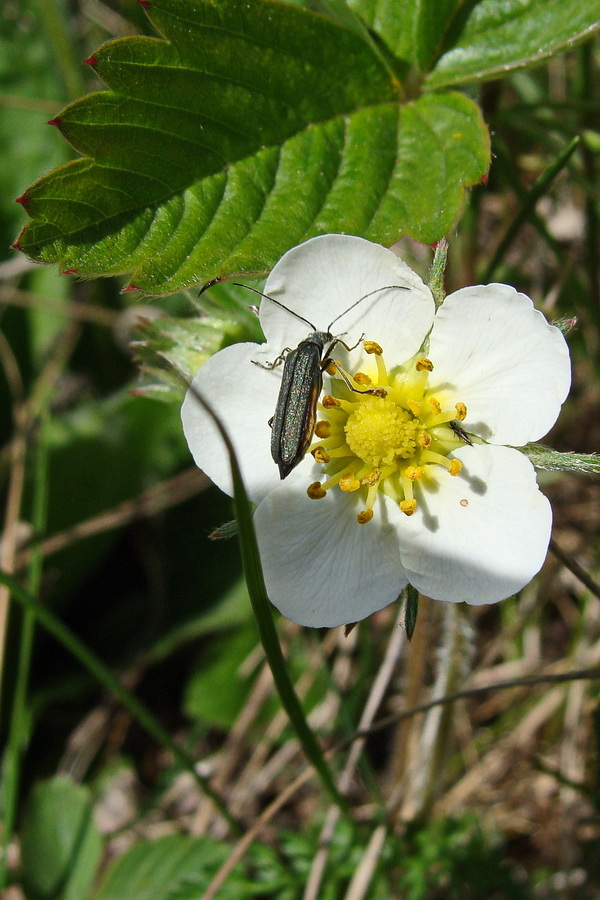 Image of Fragaria orientalis specimen.