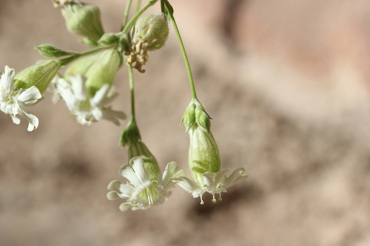 Изображение особи Silene michelsonii.