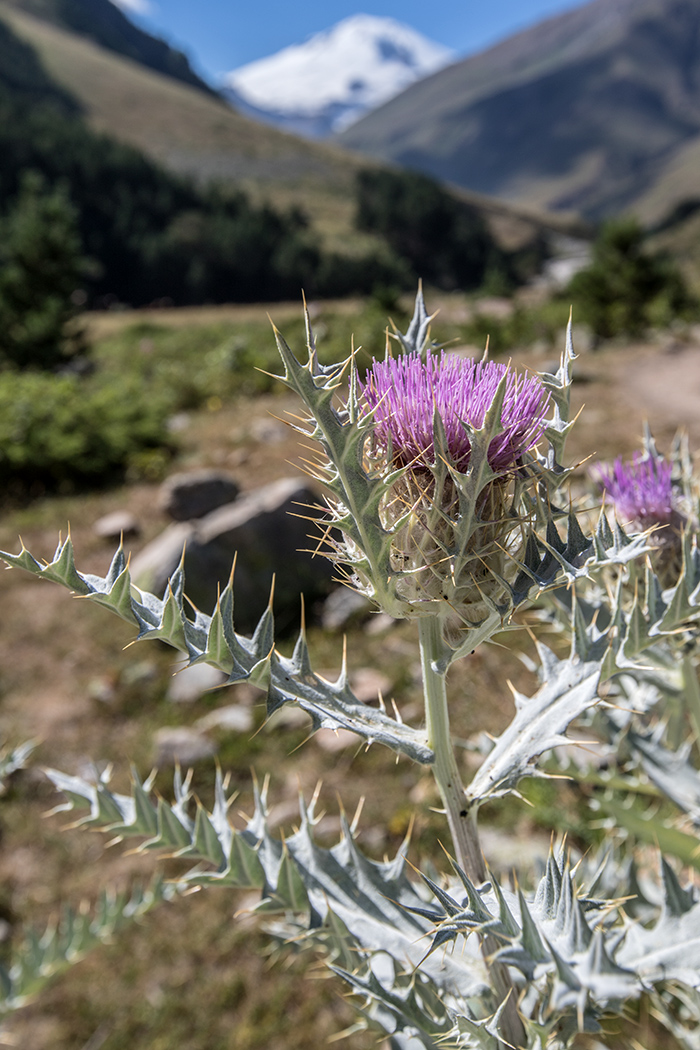 Изображение особи Cirsium cephalotes.