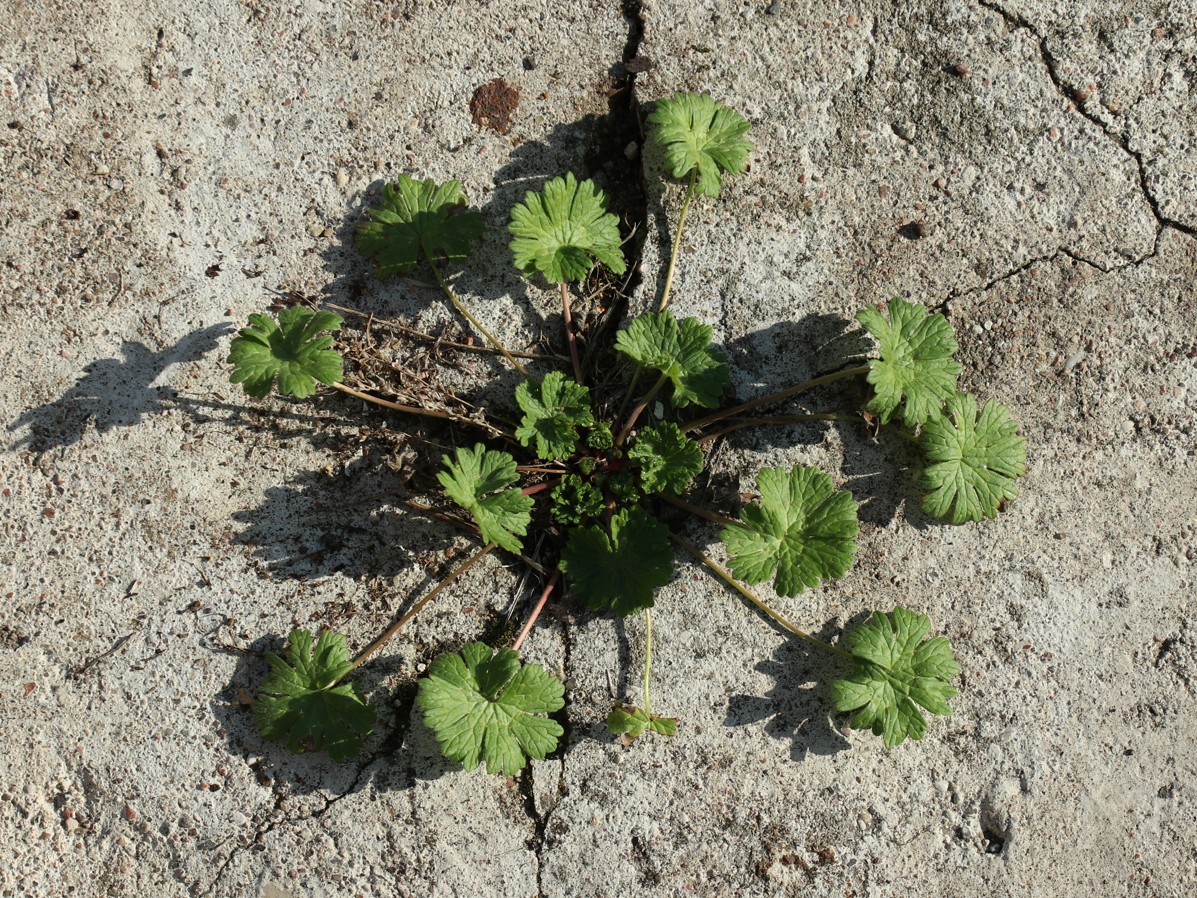 Изображение особи Geranium pusillum.