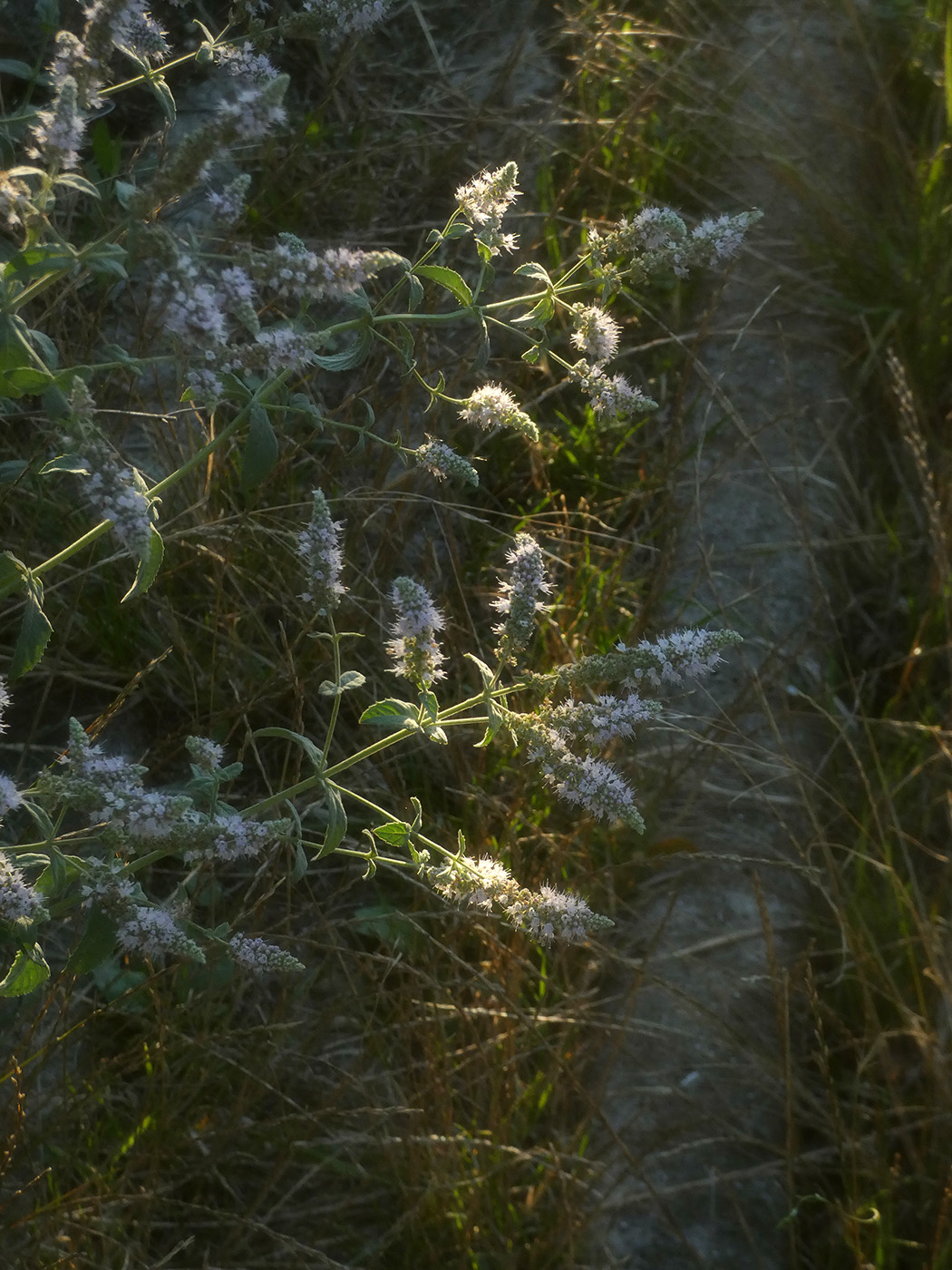 Image of Mentha longifolia specimen.