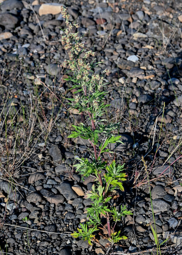 Image of Artemisia vulgaris specimen.