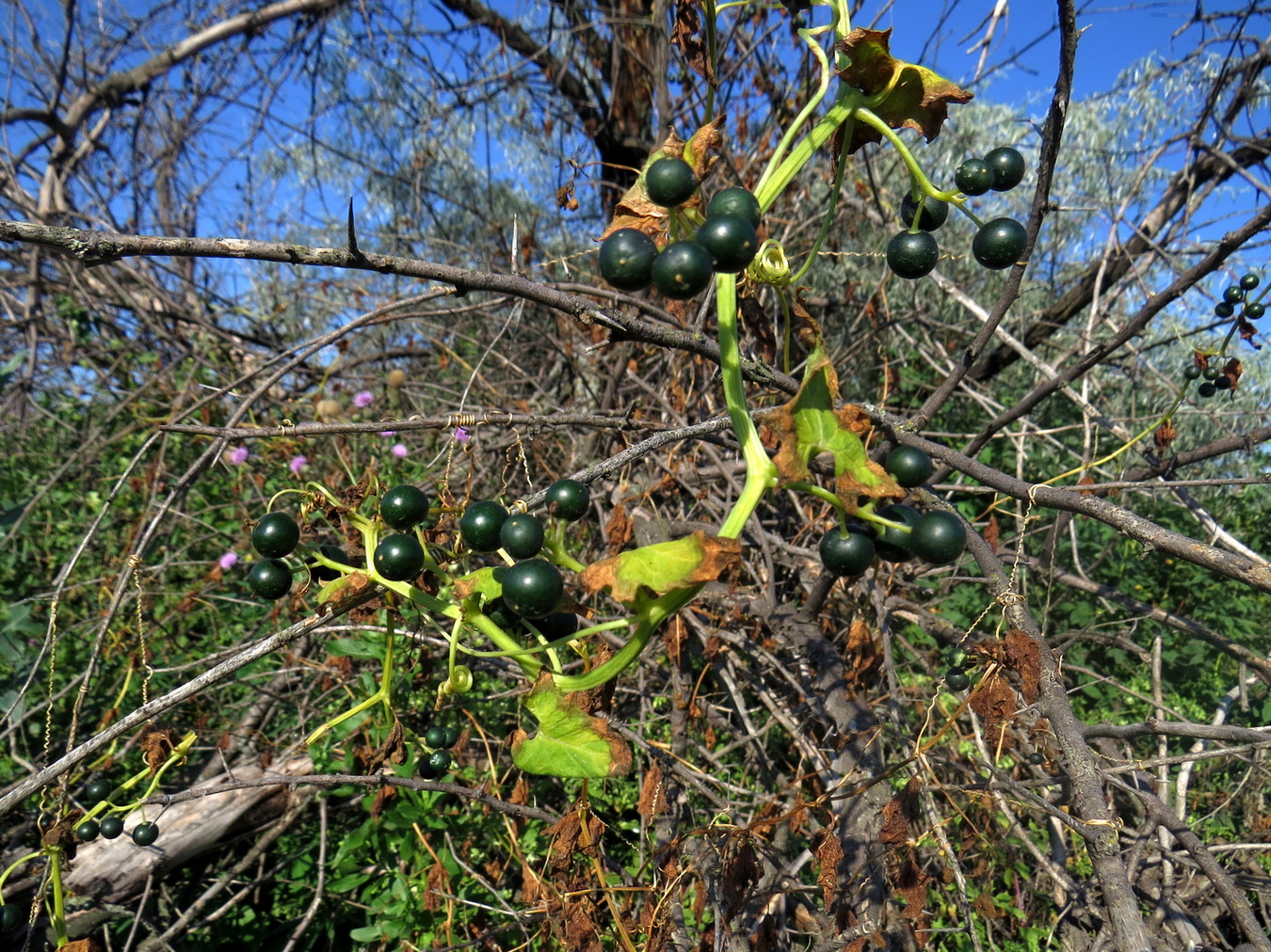 Image of Bryonia alba specimen.