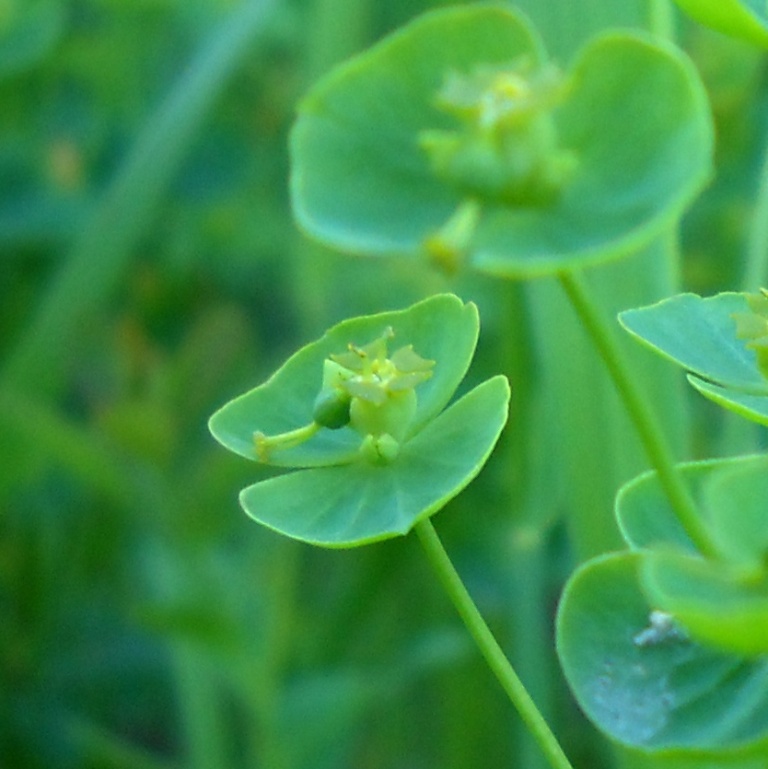 Image of Euphorbia borodinii specimen.