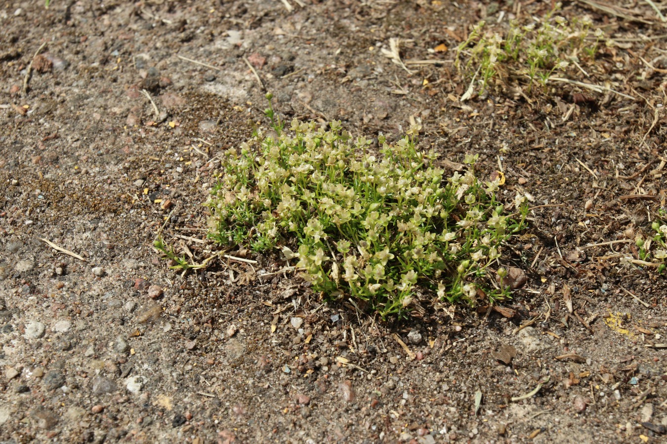 Изображение особи Sagina procumbens.