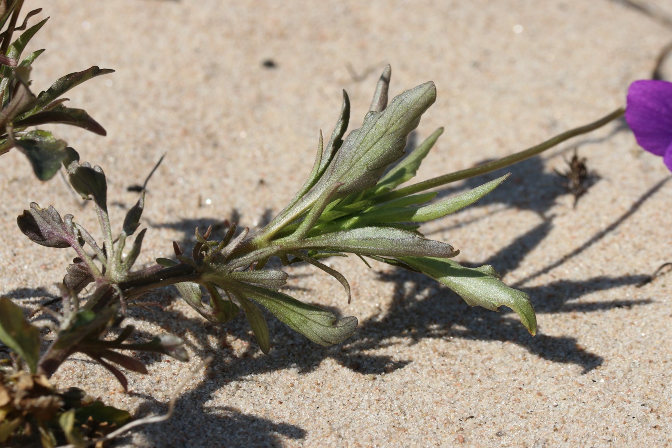 Image of Viola maritima specimen.