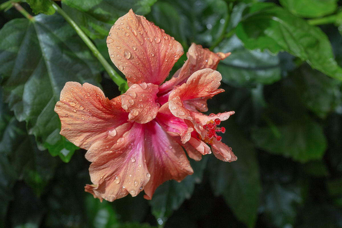 Image of Hibiscus rosa-sinensis specimen.