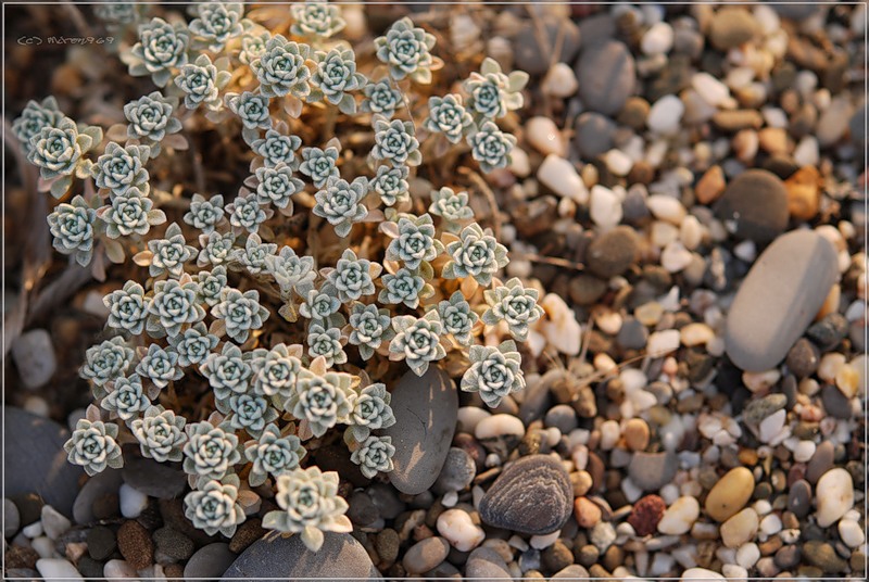 Image of Odontarrhena borzaeana specimen.