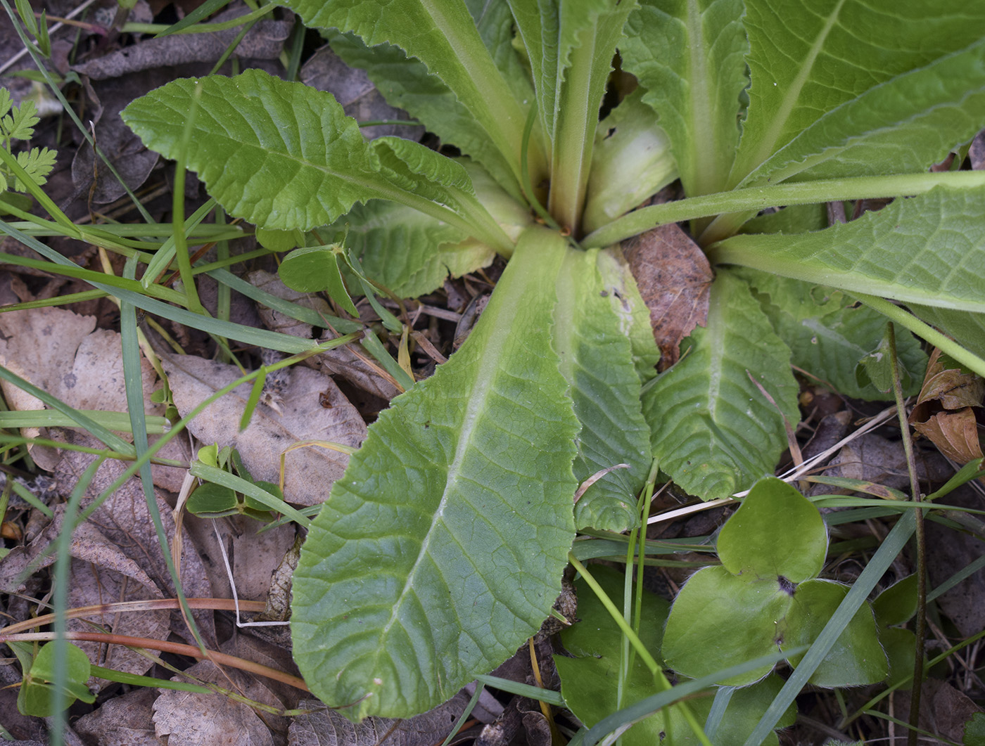 Image of Primula intricata specimen.