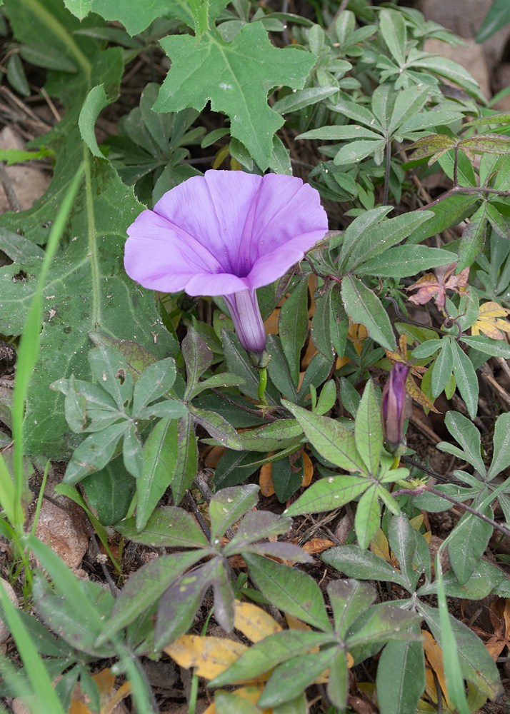 Image of Ipomoea cairica specimen.