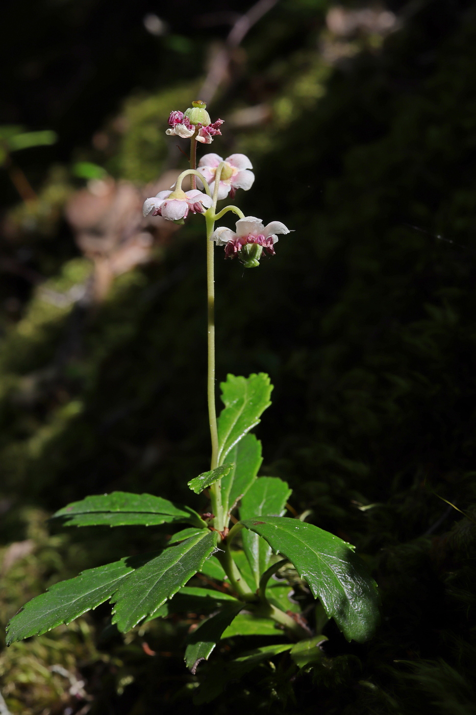 Image of Chimaphila umbellata specimen.