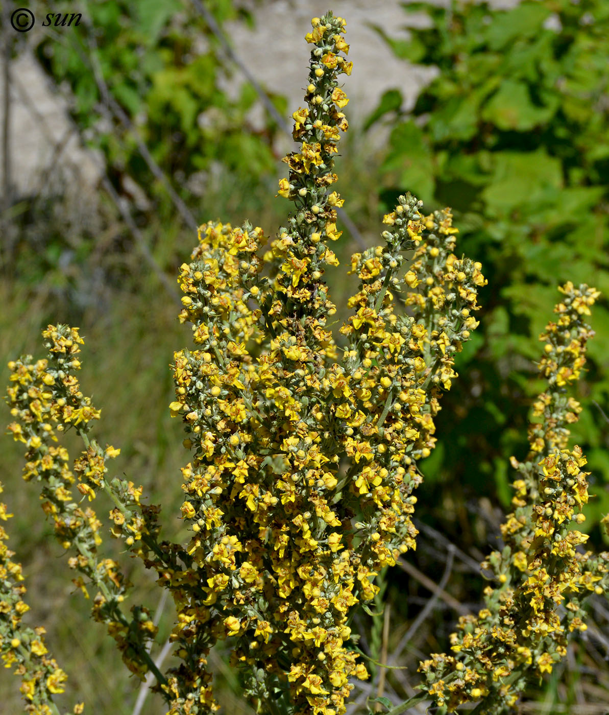 Изображение особи Verbascum lychnitis.