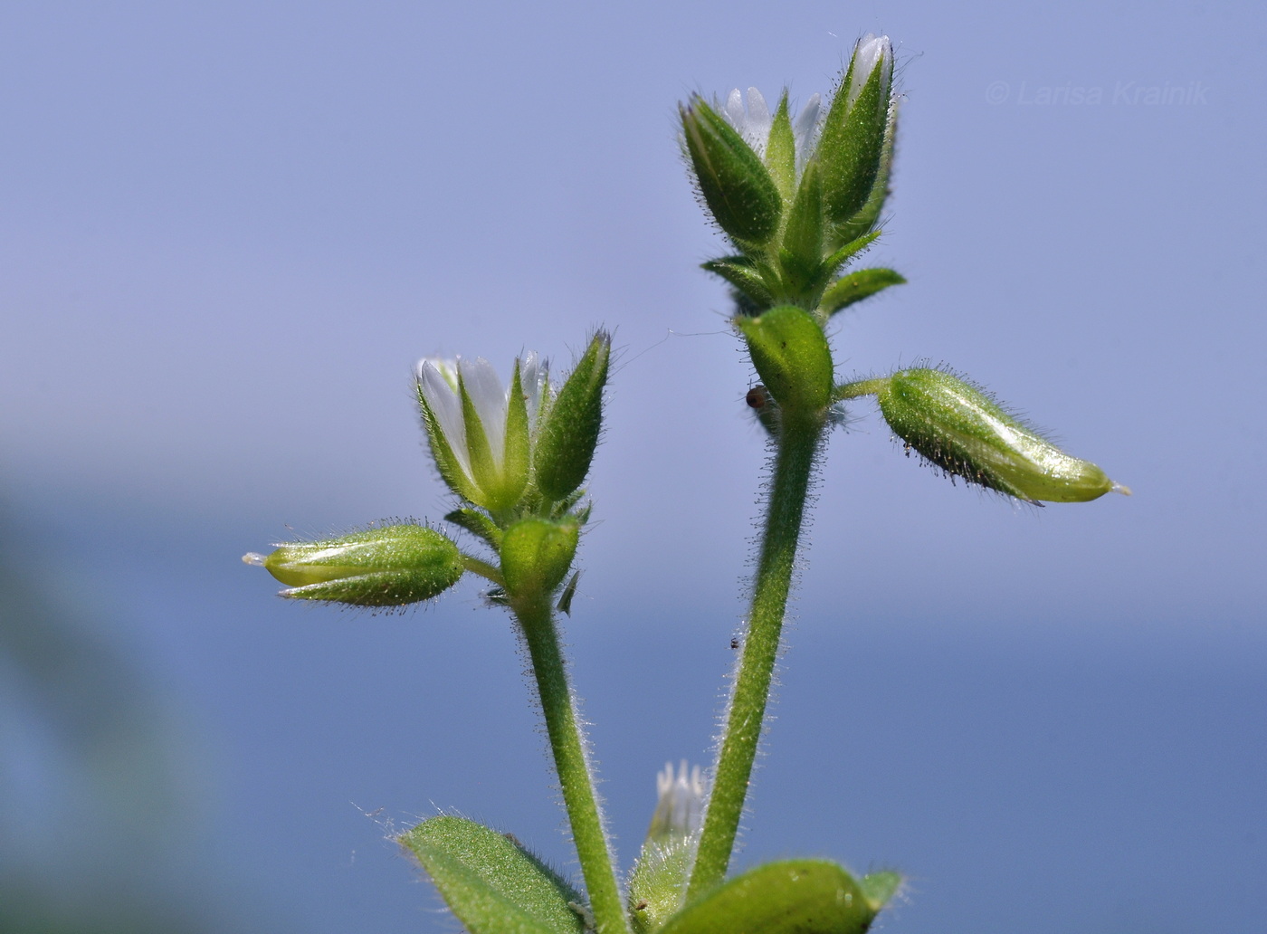 Image of Cerastium holosteoides specimen.