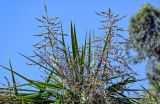 Cordyline australis