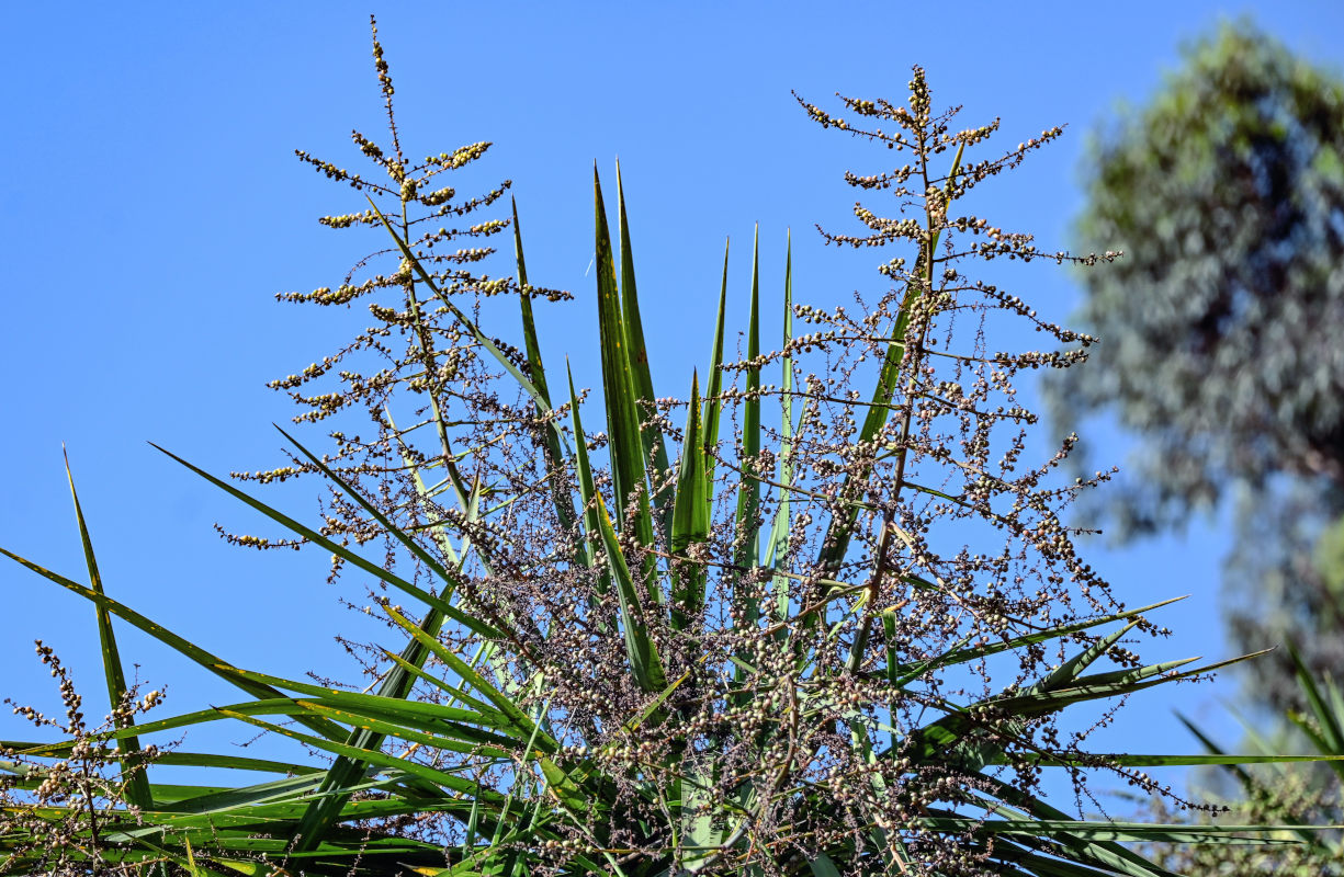 Изображение особи Cordyline australis.