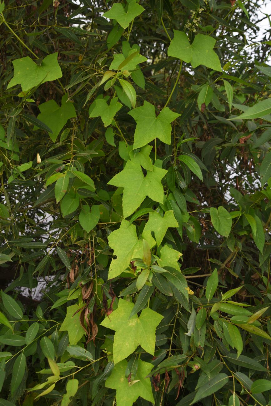 Image of Echinocystis lobata specimen.