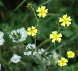 Potentilla recta. Верхушка цветущего растения. Краснодарский край, м/о Анапа, окр. пос. Куматырь, долина р. Куматырь, средний пруд, луг вдоль грунтовой дороги. 18.06.2021.