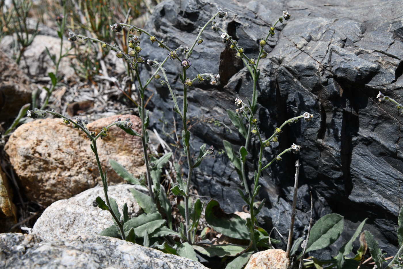 Изображение особи семейство Boraginaceae.