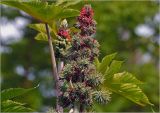 Ricinus communis. Соцветие с женскими цветками и формирующимися плодами. Московская обл., Раменский р-н, окр. дер. Хрипань, садовый участок. 23.08.2024.