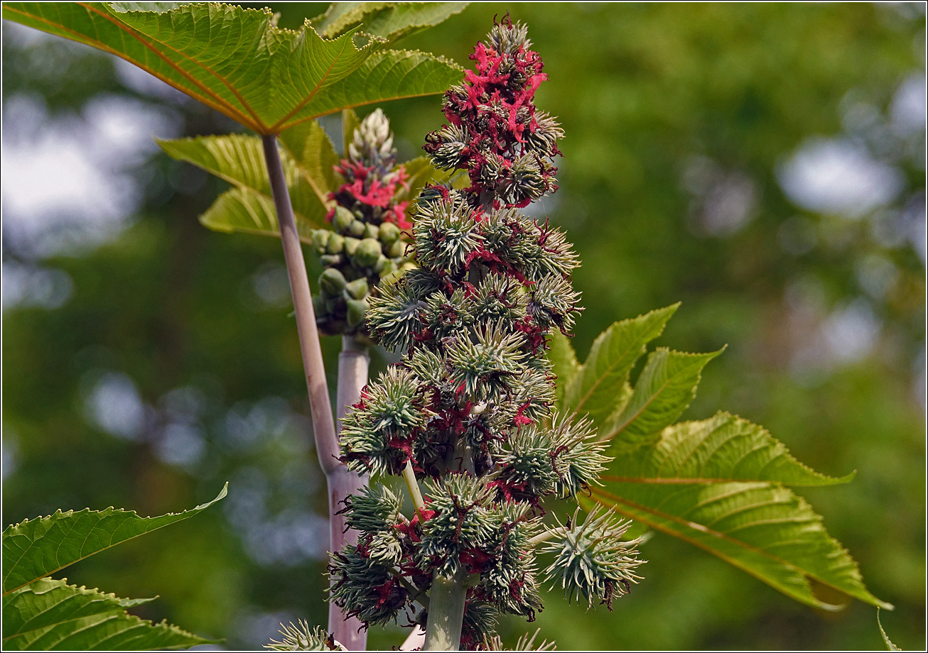 Image of Ricinus communis specimen.