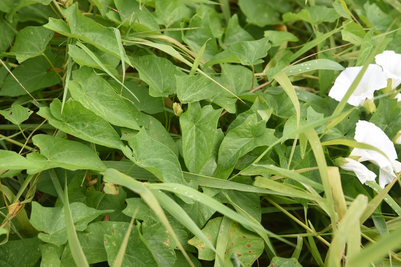 Изображение особи Calystegia sepium.