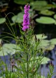 Lythrum salicaria