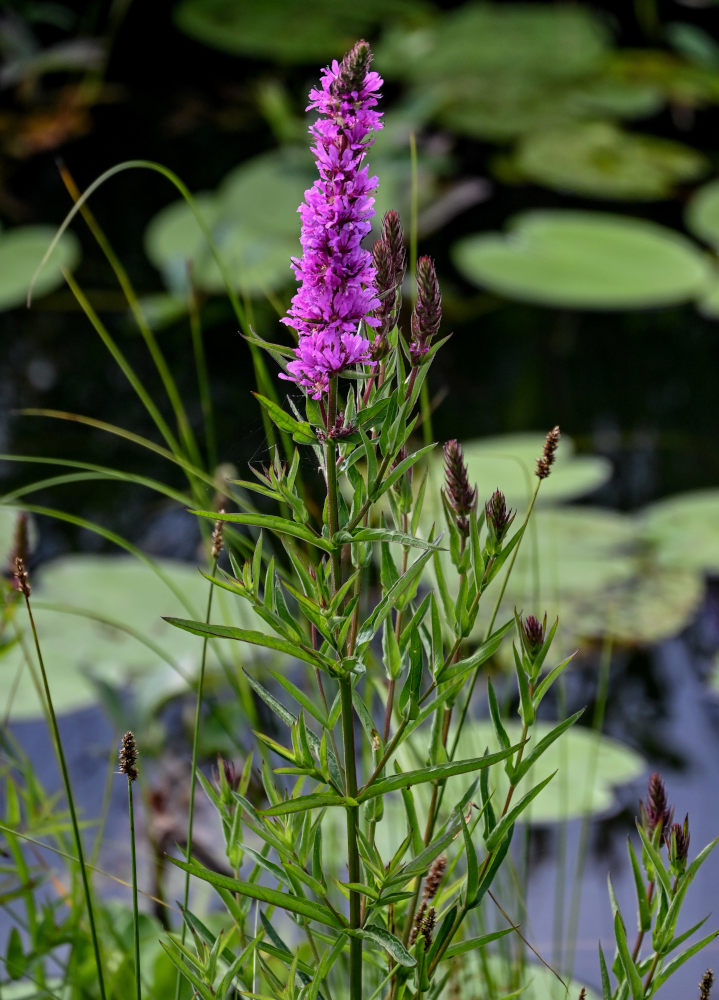 Изображение особи Lythrum salicaria.