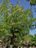 Robinia pseudoacacia