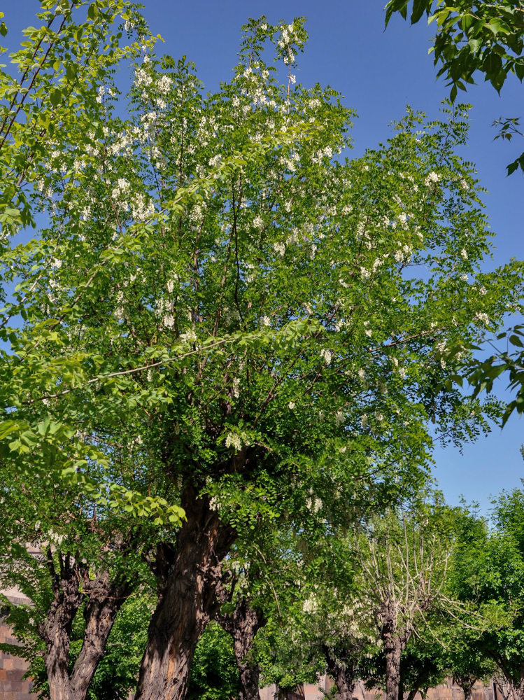 Изображение особи Robinia pseudoacacia.