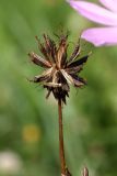 Cosmos bipinnatus. Зрелое соплодие. Белоруссия, Витебская обл., пос. Езерище, в культуре. 22.08.2010.