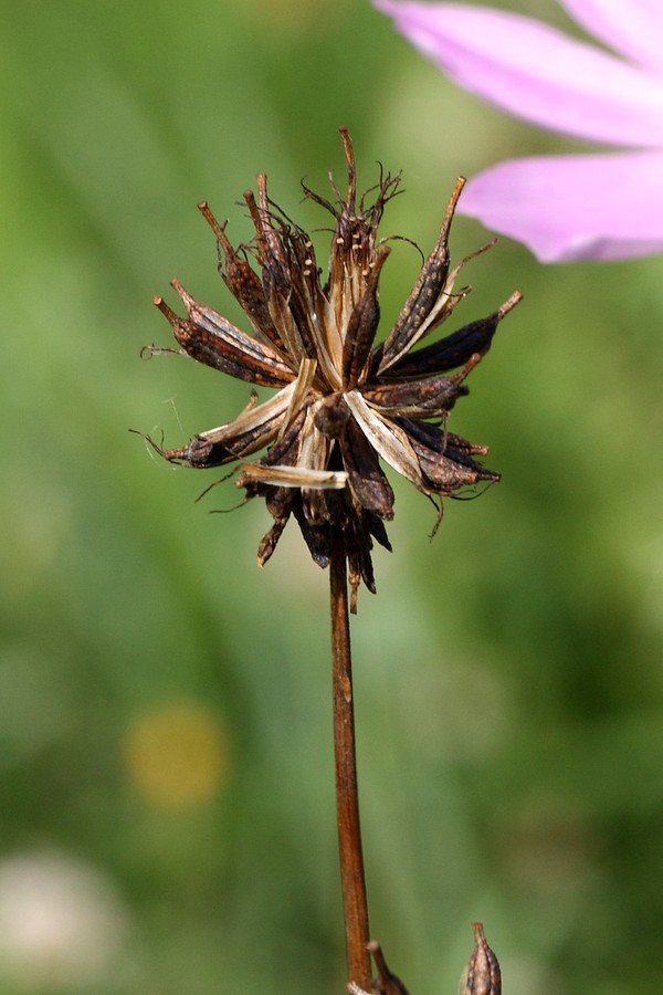 Изображение особи Cosmos bipinnatus.