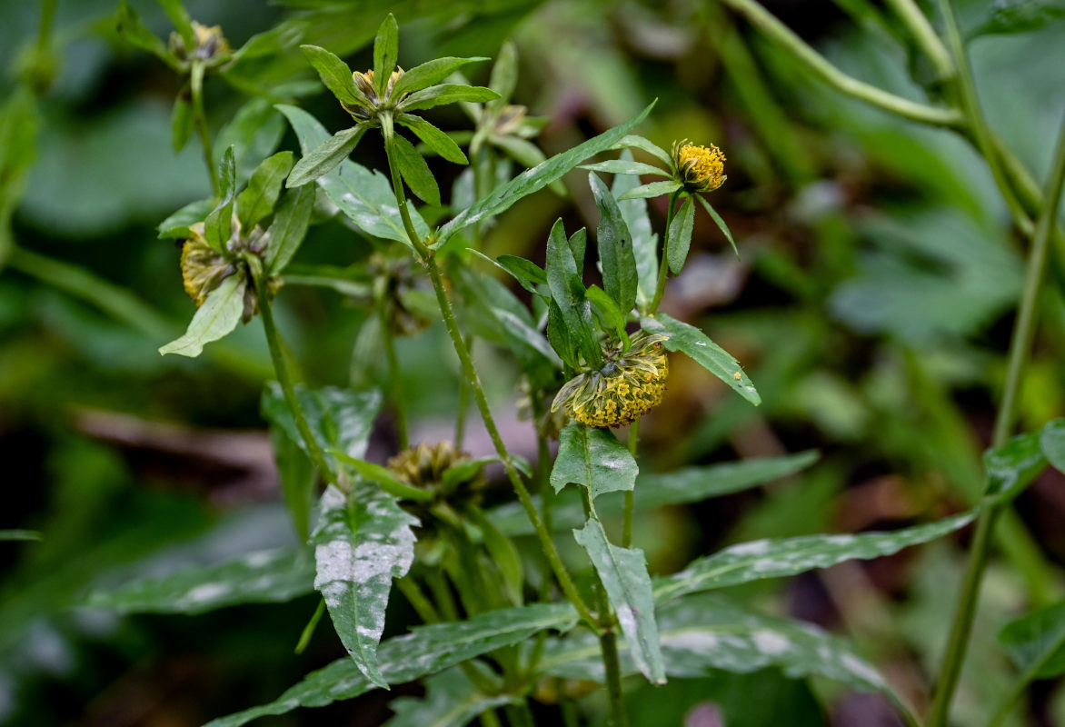 Image of Bidens cernua specimen.