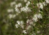 Clematis flammula. Часть ветви с соцветиями. Турция, пров. Анталья, р-н Кумлуджа, окр. вдхр. Алакыр, обочина дороги, маквис. 31.05.2024.