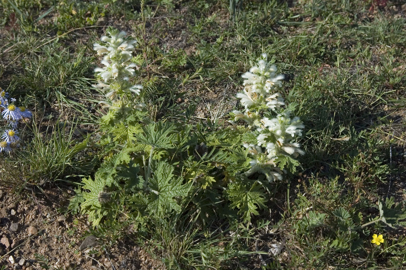 Изображение особи Panzerina lanata.