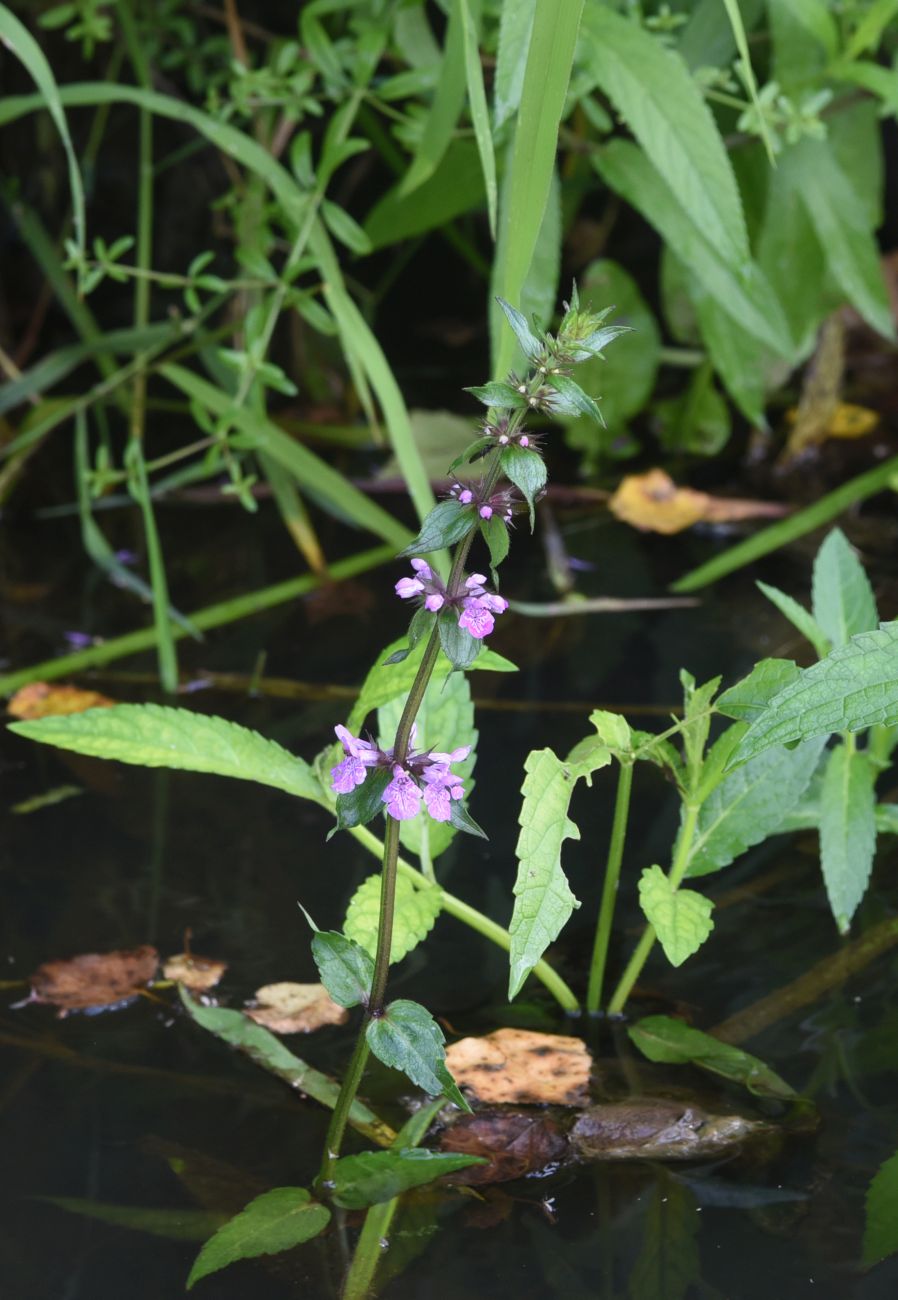 Изображение особи Stachys palustris.